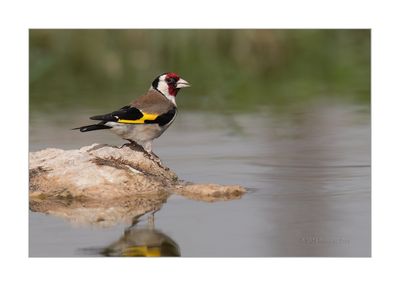 Pintassilgo --- Goldfinch --- (Carduelis carduelis)