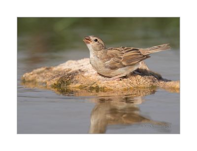 Pardal --- House Sparrow --- (Passer domesticus)