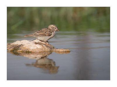 Pardal --- House Sparrow --- (Passer domesticus)