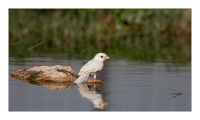 Picanço-barreteiro --- Woodchat Shrike --- (Lanius senator) - ALBINO
