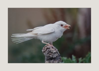 Picanço-barreteiro --- Woodchat Shrike --- (Lanius senator) - ALBINO