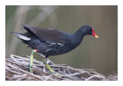 Galinha-d’água --- Moorhen --- (Gallinula chloropus)