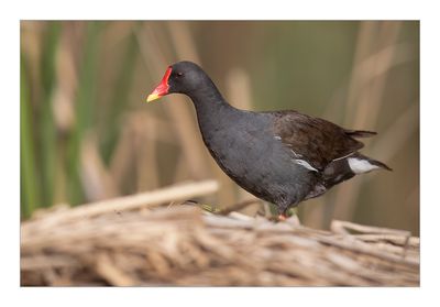 Galinha-d’água --- Moorhen --- (Gallinula chloropus)