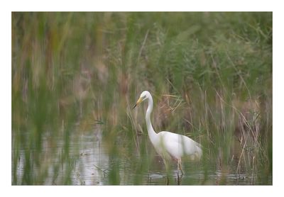 Garça-branca-grande --- Great Egret --- (Egretta alba)