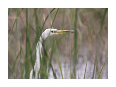 Garça-branca-grande --- Great Egret --- (Egretta alba)