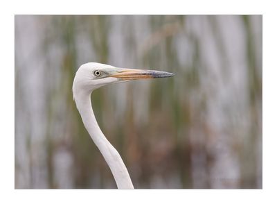 Garça-branca-grande --- Great Egret --- (Egretta alba)