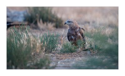 Milhafre-preto --- Black Kite --- (Milvus migrans)