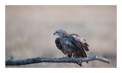 Milhafre-preto --- Black Kite --- (Milvus migrans)