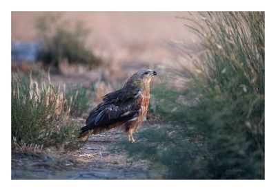 Milhafre-preto --- Black Kite --- (Milvus migrans)