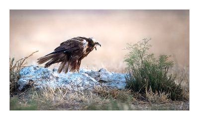 Águia-sapeira --- Marsh Harrier --- (Circus aeruginosus)