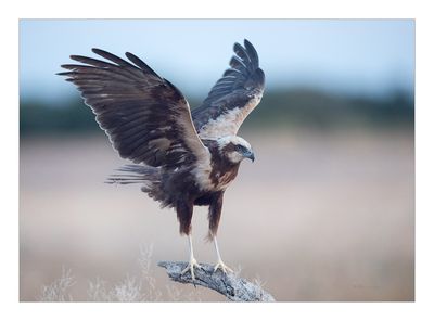 Águia-sapeira --- Marsh Harrier --- (Circus aeruginosus)