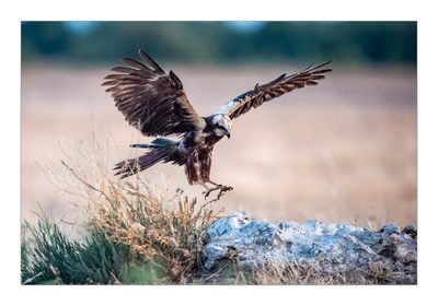 Águia-sapeira --- Marsh Harrier --- (Circus aeruginosus)