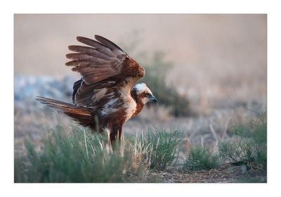 Águia-sapeira --- Marsh Harrier --- (Circus aeruginosus)