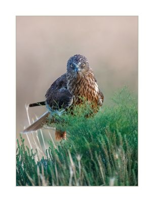 Águia-sapeira --- Marsh Harrier --- (Circus aeruginosus)