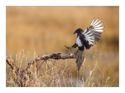 Pega-rabuda --- Magpie --- (Pica pica)