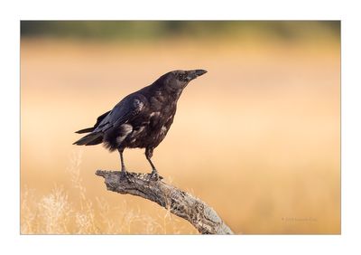 Gralha-preta --- Carrion Crow --- (Corvus corone)