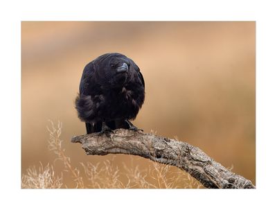 Gralha-preta --- Carrion Crow --- (Corvus corone)