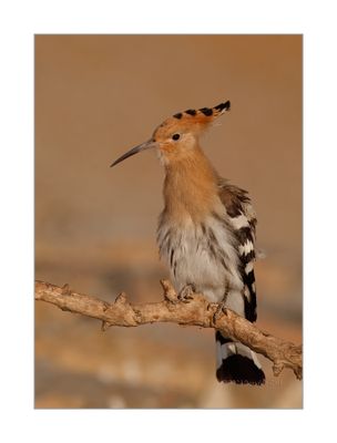 Poupa --- Hoopoe --- (Upupa epops)
