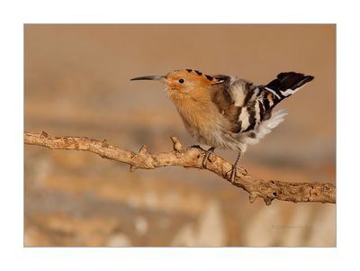 Poupa --- Hoopoe --- (Upupa epops)