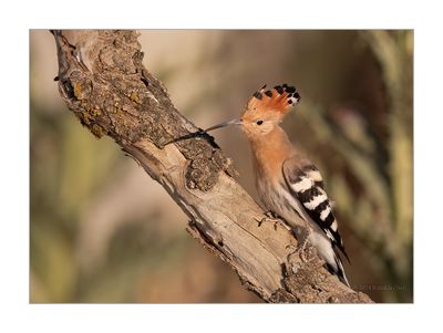 Poupa --- Hoopoe --- (Upupa epops)