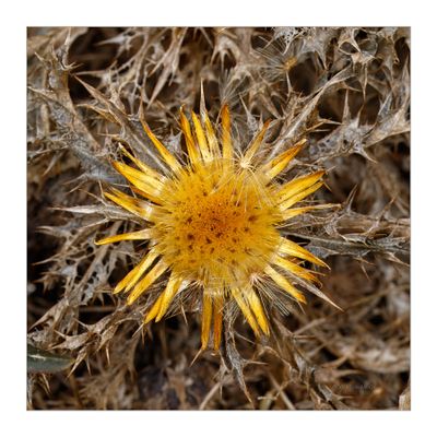 Carlina hispanica