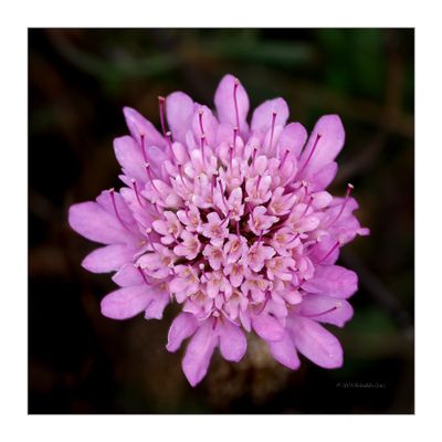 Scabiosa atropurpurea