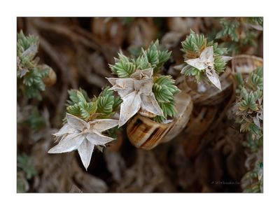 Crucianella maritima