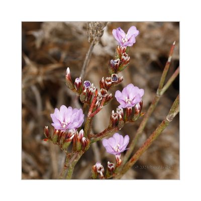 Limonium plurisquamatum