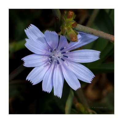 Cichorium intybus