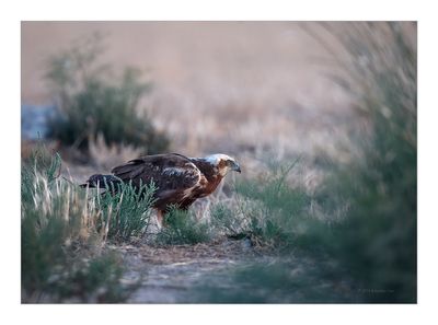 Águia-sapeira --- Marsh Harrier --- (Circus aeruginosus)