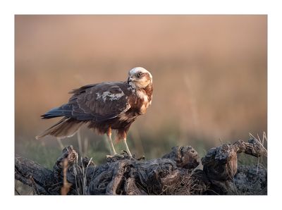 Águia-sapeira --- Marsh Harrier --- (Circus aeruginosus)