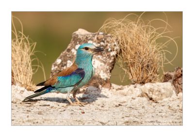 Rolieiro --- Roller --- (Coracias garrulus)