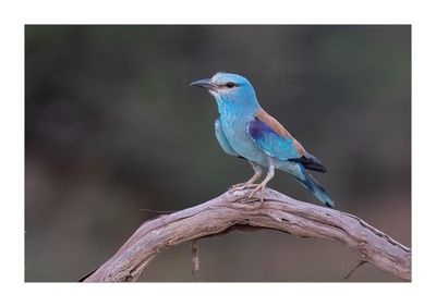 Rolieiro --- Roller --- (Coracias garrulus)