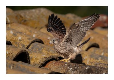 Francelho --- Lesser Kestrel --- (Falco naumanni)