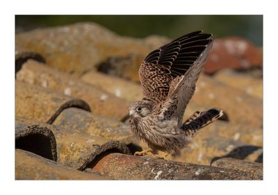 Francelho --- Lesser Kestrel --- (Falco naumanni)