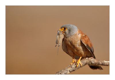 Francelho --- Lesser Kestrel --- (Falco naumanni)