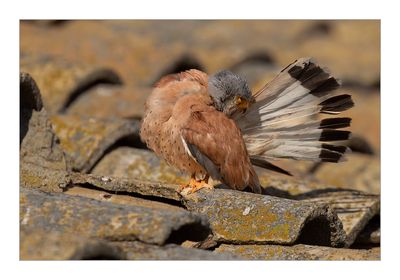 Francelho --- Lesser Kestrel --- (Falco naumanni)