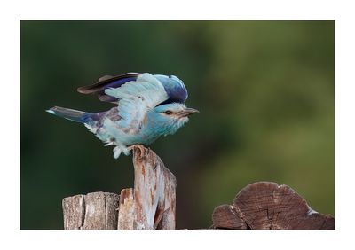 Rolieiro --- Roller --- (Coracias garrulus)