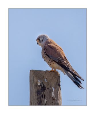 Francelho --- Lesser Kestrel --- (Falco naumanni)