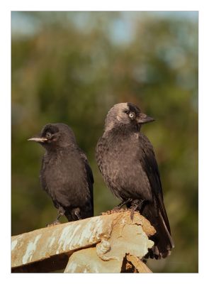 Gralha-de-nuca-cinzenta --- Jackdaw --- (Corvus monedula)
