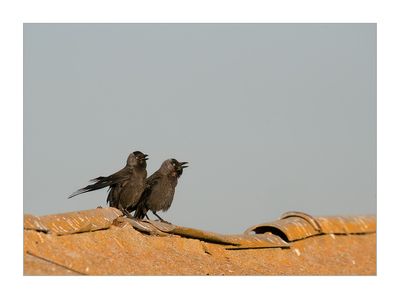 Gralha-de-nuca-cinzenta --- Jackdaw --- (Corvus monedula)