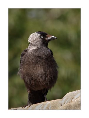 Gralha-de-nuca-cinzenta --- Jackdaw --- (Corvus monedula)