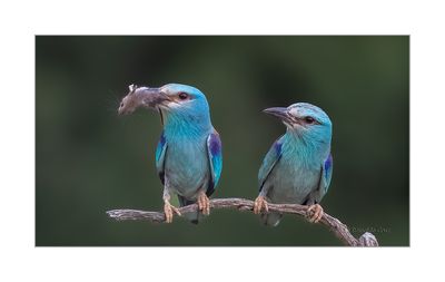 Rolieiro --- Roller --- (Coracias garrulus)