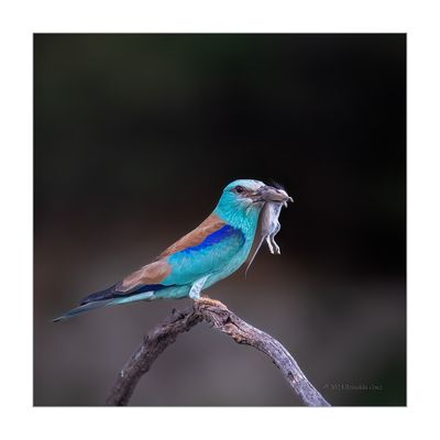 Rolieiro --- Roller --- (Coracias garrulus)
