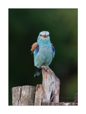Rolieiro --- Roller --- (Coracias garrulus)