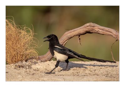 Pega-rabuda --- Magpie --- (Pica pica)