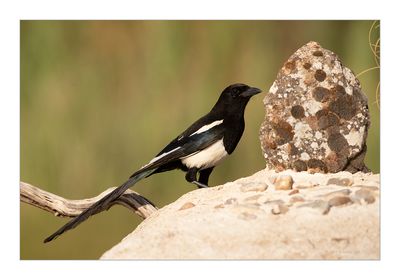 Pega-rabuda --- Magpie --- (Pica pica)