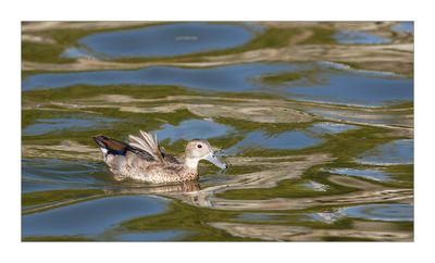 Marrequinha-de-coleira -- Ringed Teal -- (Callonetta leucophrys)