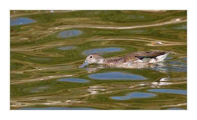 Marrequinha-de-coleira -- Ringed Teal -- (Callonetta leucophrys)