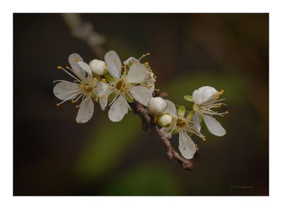 Abrunheiro-bravo -- Prunus spinosa